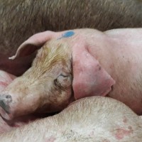 TP Hồ Chí Minh: Lại phát hiện lô heo bị tiêm thuốc an thần