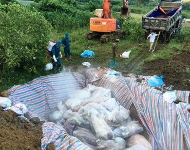 Thanh Hóa: Tiêu hủy gần 6.000 con lợn chết trong lũ