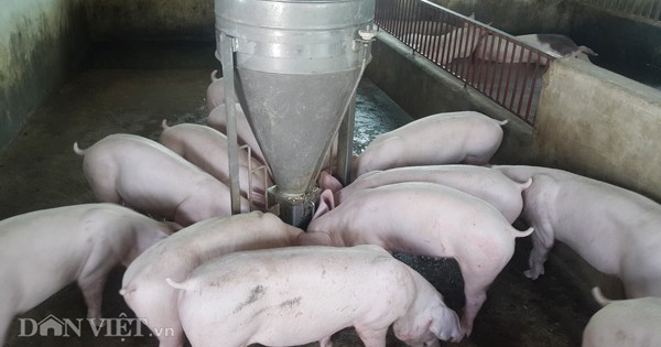 Giá lợn (heo) ngày 16/10: Bộ NNPTNT dự báo giá lợn sẽ phục hồi nhẹ vào cuối năm do nhu cầu tăng