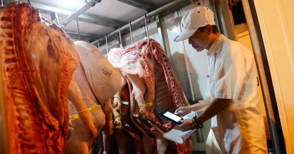 Vỡ kế hoạch chặn heo "thiếu thông tin truy xuất" vào chợ, các bên liên quan nói gì?