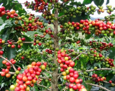 Giá nông sản ngày 17/10: Giá cà phê sẽ giảm mạnh, giá tiêu mất 10 triệu/tấn sau 1 tháng
