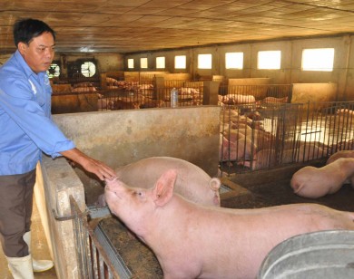 Giá lợn (heo) ngày 18/10: Hơn 11.000 con lợn chết do lũ ở miền Bắc, sau lũ giá lợn vẫn chưa tăng, sẽ không thiếu thịt