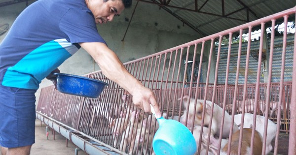 Giá lợn (heo) ngày 23/10: Bộ NNPTNT cho biết, giá lợn hơi không có cơ hội tăng trở lại từ nay cho đến cuối năm