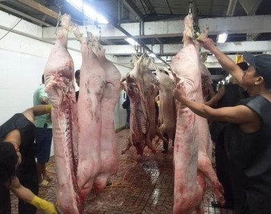Giá lợn (heo) ngày 24/10: Thương lái Xuyên Á cam kết không tiêm thuốc an thần vào heo, Đông Nam Bộ giảm còn 25.000 đ/kg