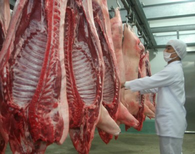 Giá lợn (heo) ngày 25/10: Miền Bắc bất ngờ tăng lên 32.000 đ/kg, giá lợn miền Nam thấp nhất cả nước