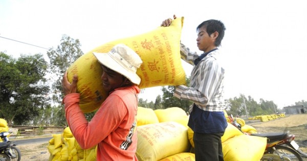 Giá lúa gạo lên cơn sốt, nông dân ĐBSCL tiếc nuối