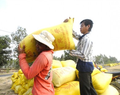 Giá lúa gạo lên cơn sốt, nông dân ĐBSCL tiếc nuối