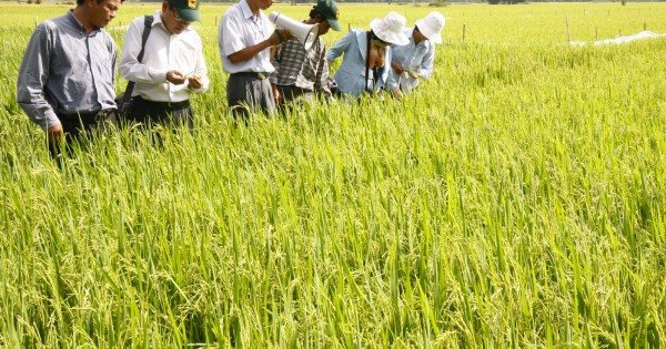 Canh tác lúa thông minh không chỉ dừng lại ở mô hình