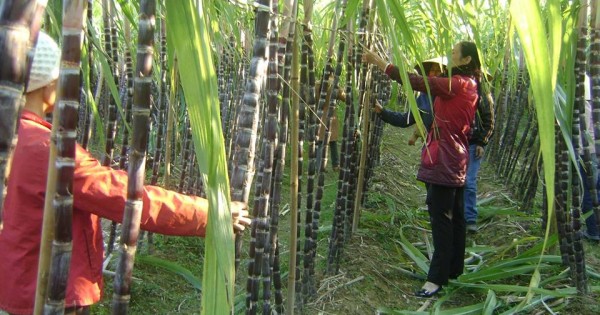 Nên tạo sân chơi công bằng cho người trồng mía Việt Nam