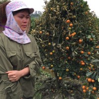 Những chiêu trò "bẩn" trong cuộc chiến chạy đua với thị trường Tết