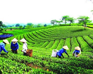35 quốc gia sẽ tham gia 3 triển lãm quốc tế chuyên ngành nông nghiệp tại Việt Nam