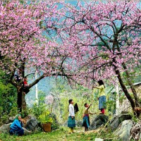 Sơn La chuẩn bị tổ chức "Ngày hội Hoa Đào"  năm 2018