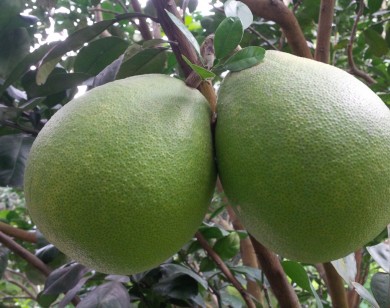 Những ý tưởng kiếm tiền mùa Tết