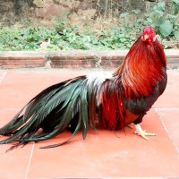 Những món quà Tết ý nghĩa mang lại tài lộc may mắn cho gia chủ