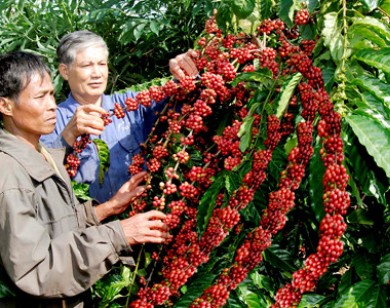 Giá nông sản hôm nay 30/1: Giá tiêu tăng lên 64.000 đ/kg, giá cà phê giảm nhẹ