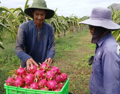 Giá thanh long tăng mạnh dịp cận Tết nguyên đán