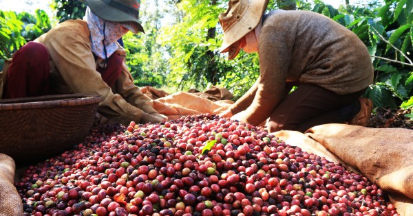Giá nông sản hôm nay 6/2: Cà phê tăng lên mức 37.000 đồng/kg, hồ tiêu tăng nhẹ