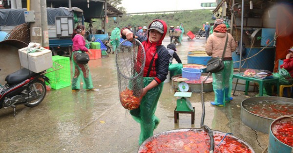 Tết ông Công ông Táo: Cá chép đắt hàng, tiểu thương lãi lớn