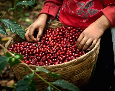 Giá nông sản hôm nay 9/2: Giá cà phê tăng 100 đồng/kg, hồ tiêu đi ngang