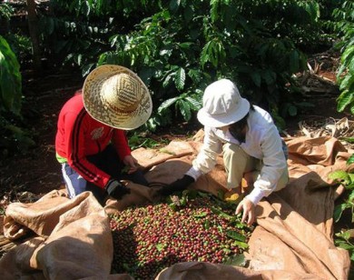 Giá nông sản hôm nay 10/2: Giá cà phê và hồ tiêu đều ổn định