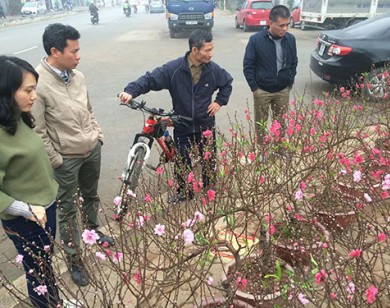 Cận Tết nguyên đán, giá đào tăng mạnh