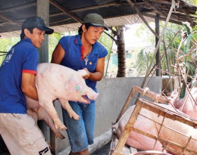 Giá heo hơi hôm nay 14/2: Thương lái ồ ạt gom mua heo Tết