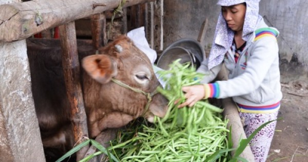 Rau "rớt" giá mạnh, nông dân phải nhổ cho bò ăn