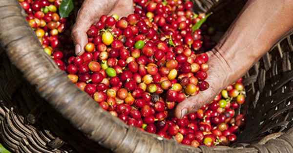 Giá nông sản hôm nay 1/3: Giá cà phê và hồ tiêu đều giảm