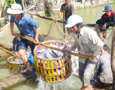 Giá cá tra cao kỷ lục: Người nuôi lãi lớn