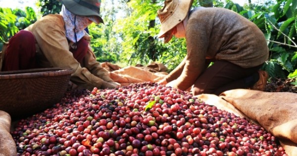 Giá nông sản hôm nay 8/3: Giá cà phê tăng vọt, hồ tiêu đi ngang