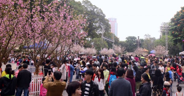 Lễ hội hoa anh đào 2018 diễn ra 4 ngày tại Hà Nội