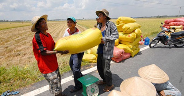 Giá lúa đang tăng cao, thương lái đến tận ruộng thu mua