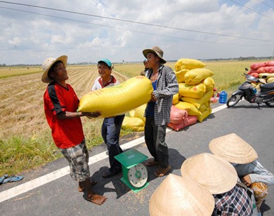 Giá lúa đang tăng cao, thương lái đến tận ruộng thu mua
