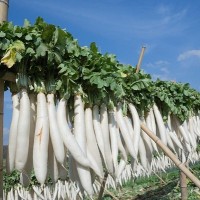 Công dụng tuyệt vời của 