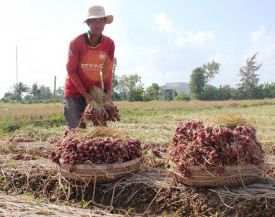 Sau củ cải, đến lượt hành tím "rớt" giá thê thảm xuống 6.000 đ/kg