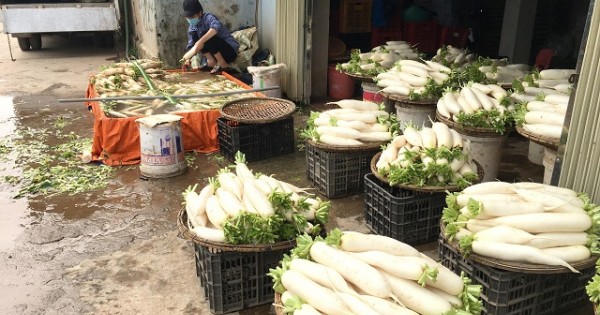 Đưa Tráng Việt thành vùng nguyên liệu rau củ quả