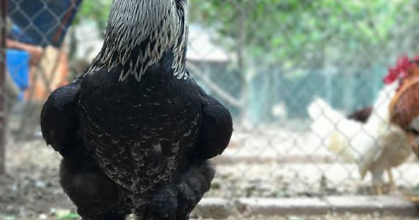 Gà khổng lồ giá 35 triệu/cặp vẫn hút dân chơi