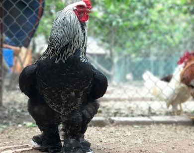 Gà khổng lồ giá 35 triệu/cặp vẫn hút dân chơi