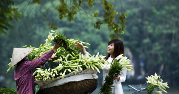 Sắc hoa loa kèn ngập tràn phố Hà Nội