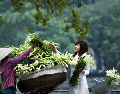 Sắc hoa loa kèn ngập tràn phố Hà Nội