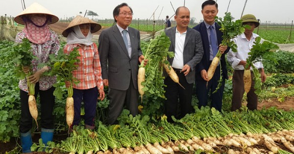 Biến củ cải ế thừa thành mũi nhọn xuất khẩu