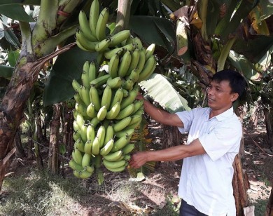 Từ 1/4, hoa quả Việt phải truy xuất nguồn gốc khi xuất sang Trung Quốc