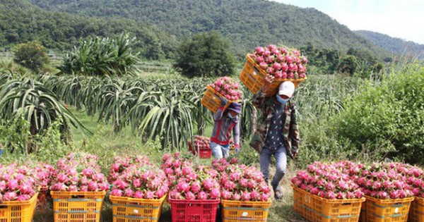 Giá thanh long tăng cao, nhà vườn thắng lớn!