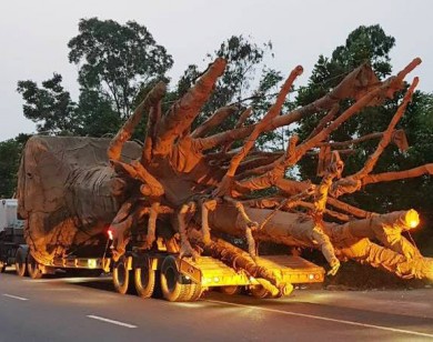 Làm rõ phản ánh xe chở cây 