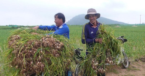 Tỏi Lý Sơn được mùa được giá, người dân lãi lớn