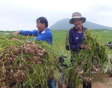 Tỏi Lý Sơn được mùa được giá, người dân lãi lớn