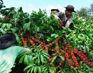 Giá nông sản hôm nay 12/4: Giá cà phê và hồ tiêu đồng loạt giảm