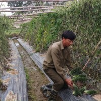 Khẩn trương truy tìm kẻ phá hoại 1.300 cây mướp đắng của dân