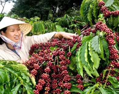 Giá nông sản hôm nay 13/4: Giá cà phê và hồ tiêu đồng loạt tăng nhẹ