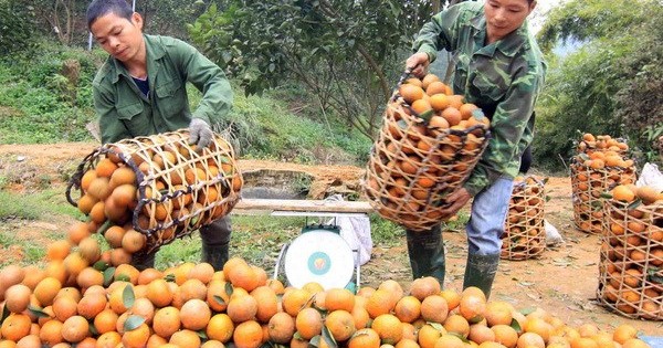 Cam sành Hà Giang rớt giá "thê thảm"